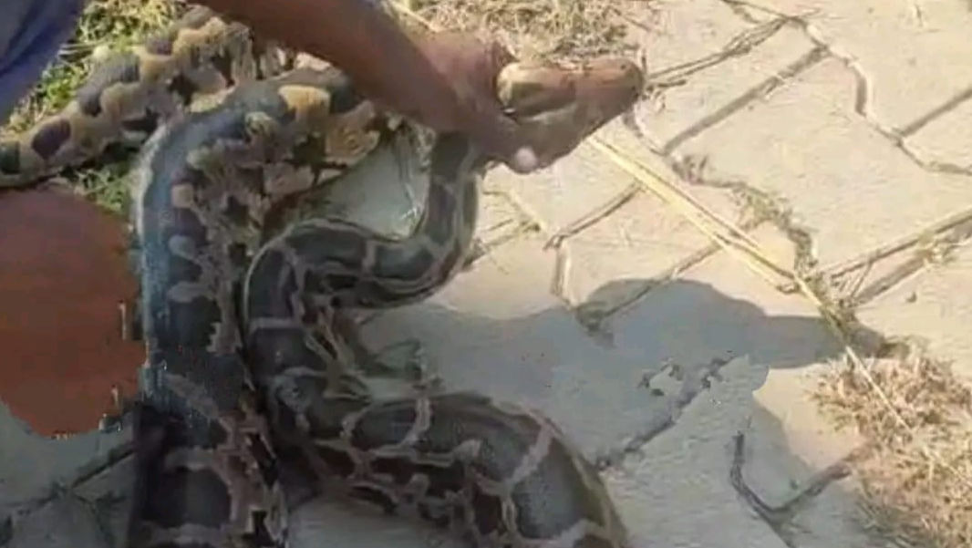 Indonesia: 36-Year-Old Woman Found Dead Inside Python’s Belly