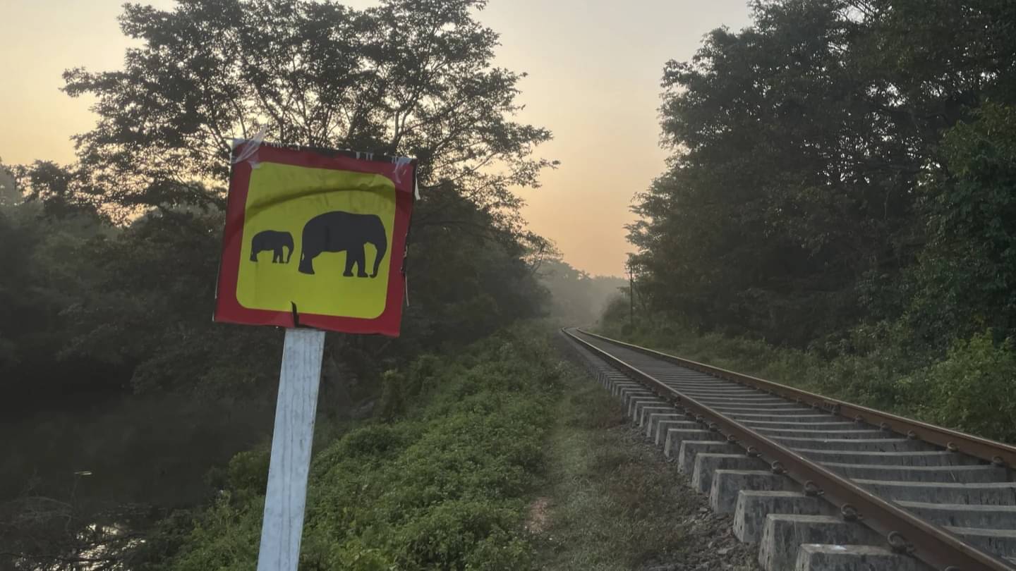 Six Elephants Killed After Passenger Train Collides With Wild Herd in Sri Lanka