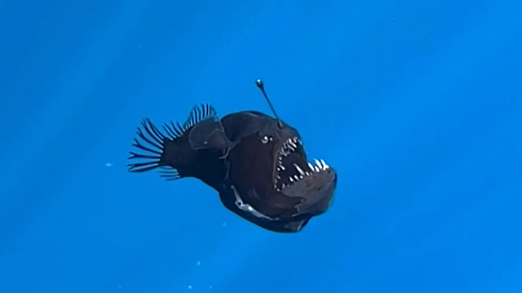 VIDEO: Rare Anglerfish Caught on Camera off Spain’s Coast Before Mysterious Death