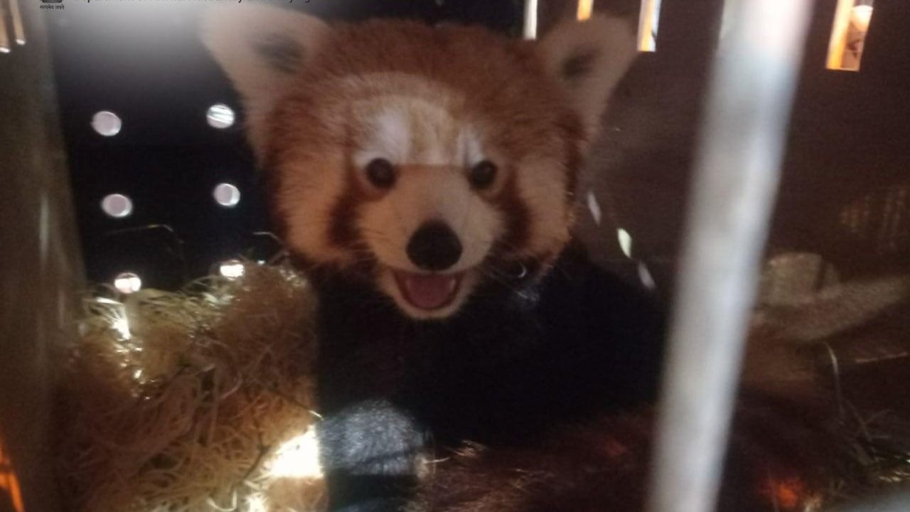 Darjeeling Zoo Welcomes Red Pandas from Netherlands on Christmas