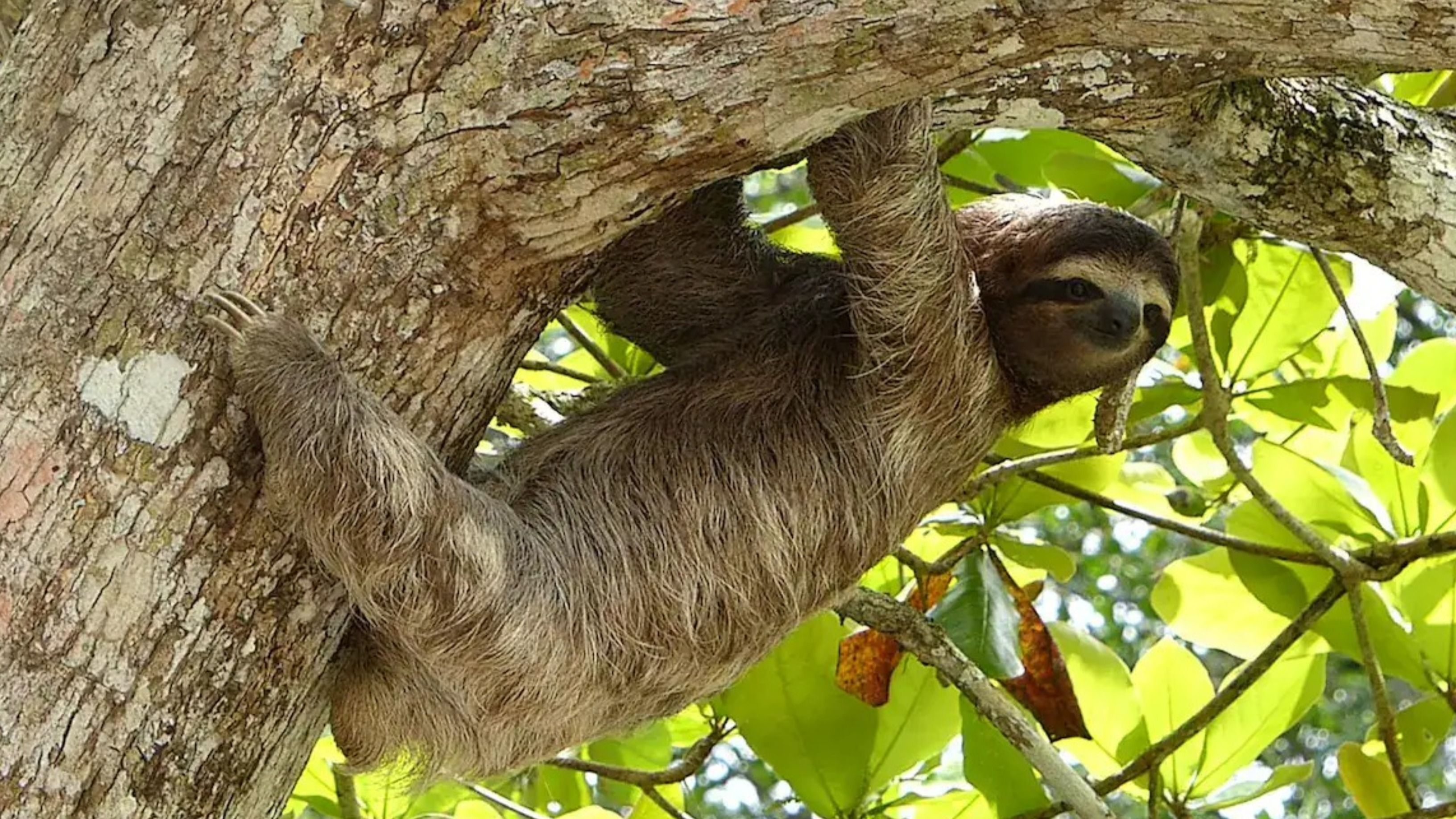 Sloth Borne Virus Reported in Europe, Experts Warn Of ‘Unstoppable’ Outbreak