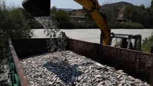 A Climate-Related Mass Die-Off Leaves Over 100 Tons of Dead Fish Collecting at a Greek port