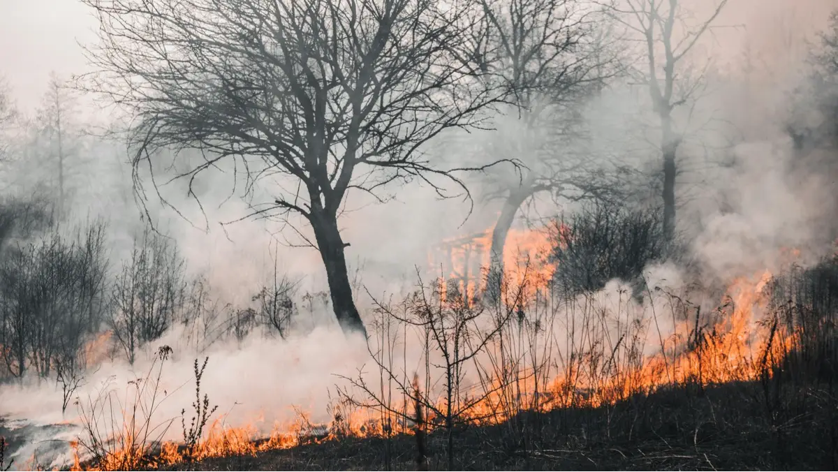 What Are The Health Risks Associated With Wildfire Smoke?