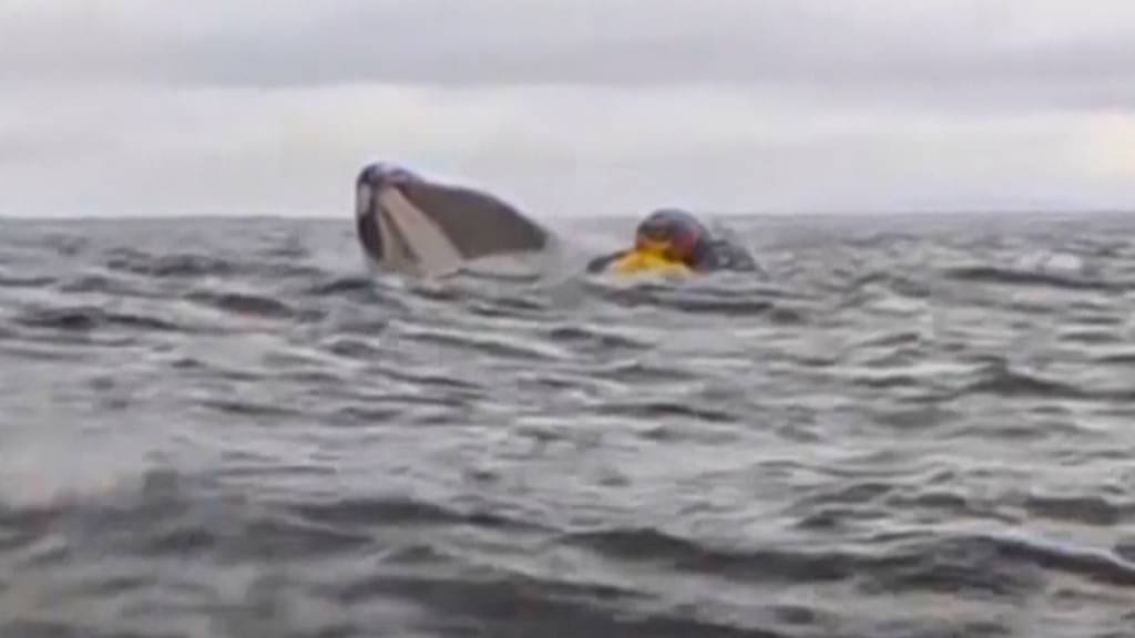 Youth Swallowed By Humpback Whale As Father Films The Act, What Happened Next?