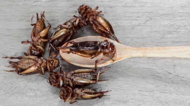 Superworms, Crickets, Locusts: Restaurants Gear up As Singapore Approves 16 Insects for Consumption