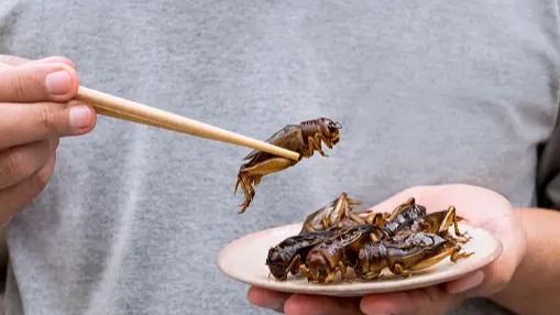 Singapore Approves 16 Insect Species for Human Consumption, Sparking Culinary Innovation