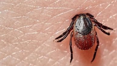 Man Dies After Contracting Lethal ‘Bleeding Eyes’ Disease From Tick Bite In Spain