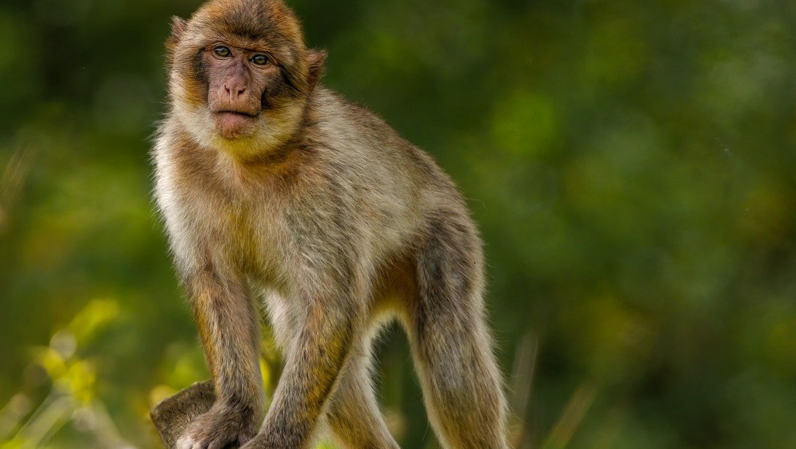 A Hong Kong Zoo Seeks Answers After 9 Monkeys Die in 2 Days