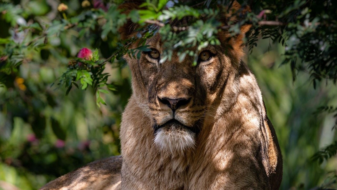 TikTok Meets Terror: Pakistani Man Mauled by Lion While Making Video