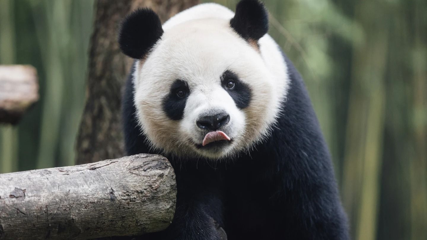 Hong Kong Welcomes New Giant Pandas Gifted by Beijing, Raising Hopes for Tourism Boost