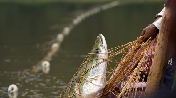 Severe Droughts Threaten Sustainable Catch Of Amazon’s Giant Fish