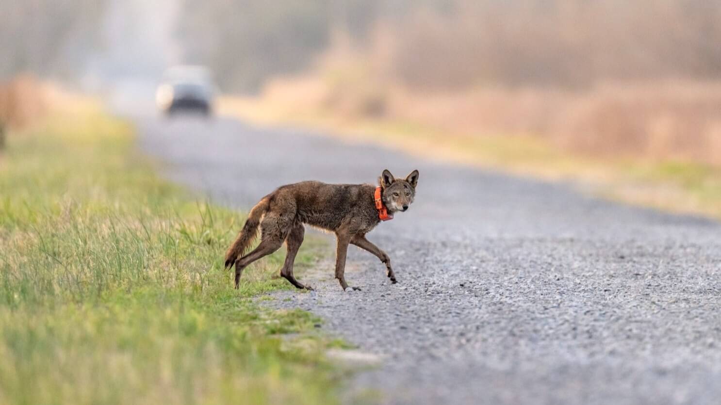 Can Road Tunnels Help Save Last Wild Population of `America’s Wolf?’