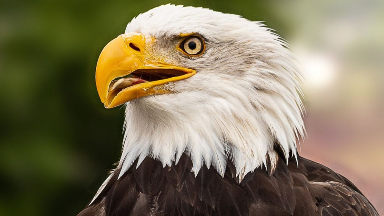 Bald Eagle is Now the National Bird of United States, Biden Signs Bill