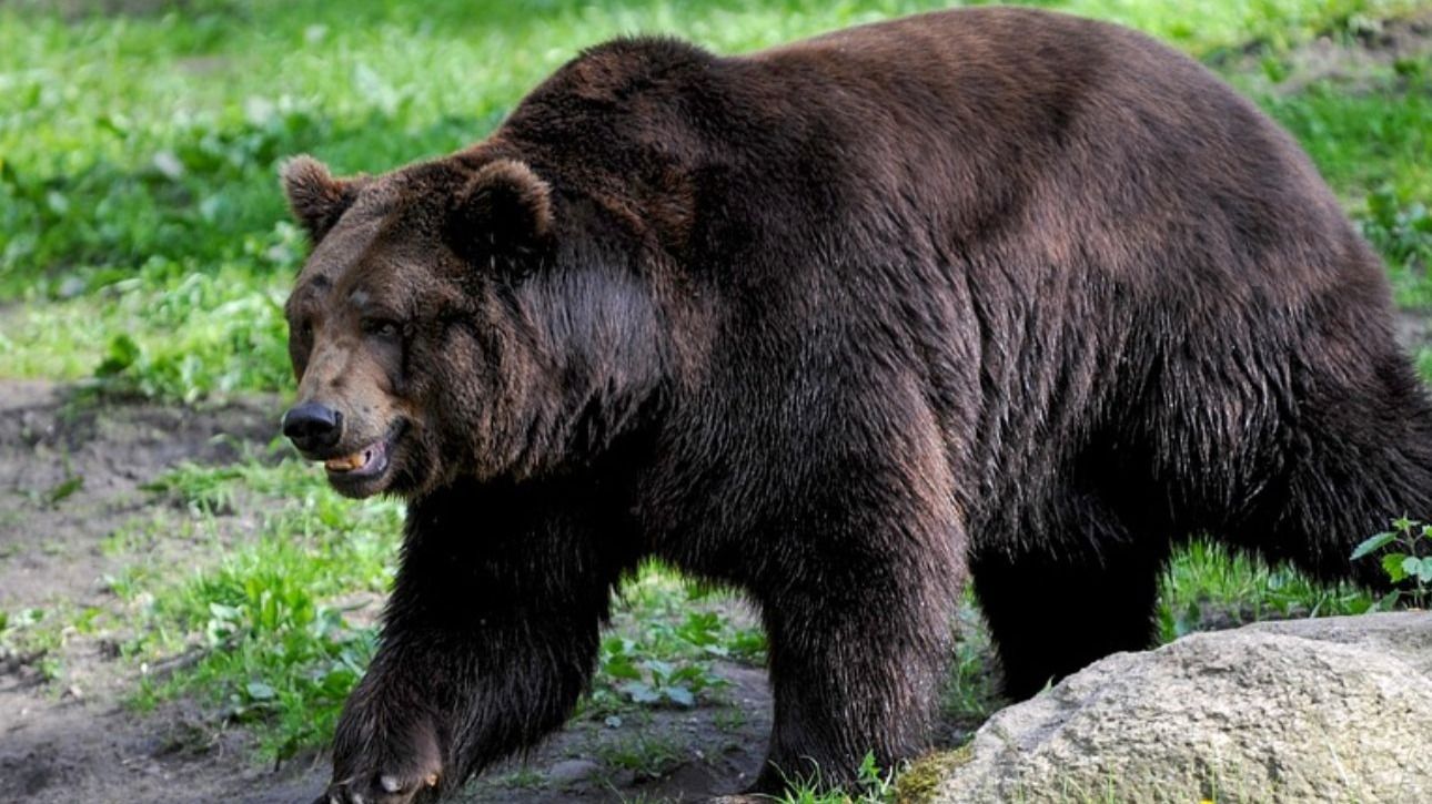 It’s Not Just Fat Bear Week in Alaska. Trail Cameras Are also Capturing Wolves, Moose and More