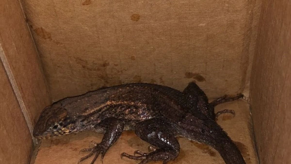 Amazon Mix-up: Woman Receives Live Lizard Instead of Air Fryer