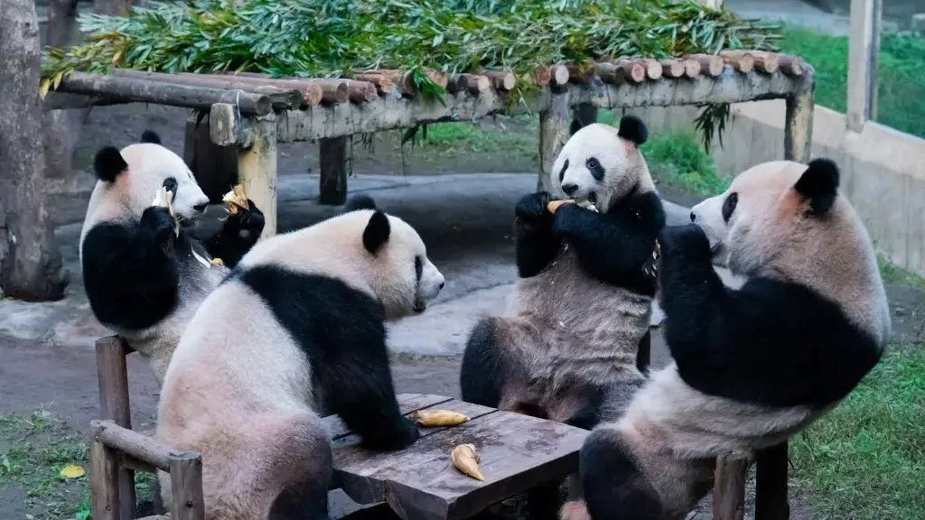 Hong Kong Welcomes the Birth of its First Locally Born Giant Pandas