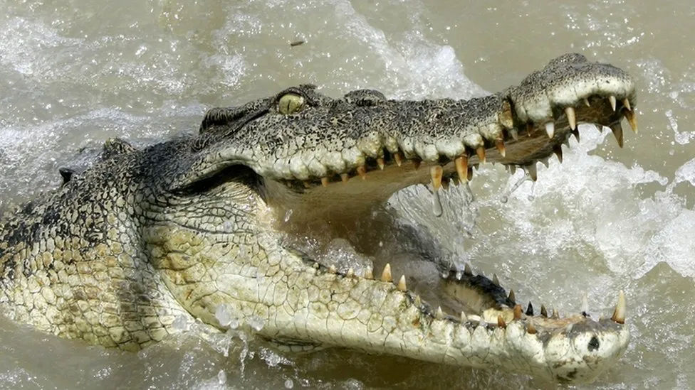 Around 200 Crocodiles Crawl Into Cities as Heavy Rains Pound Northern Mexico, Near Texas