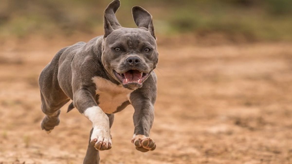 Ohio Woman, Her Boyfriend Handcuffs 6-Year-Old Son, Allows Pitbull to Attack Him as Punishment