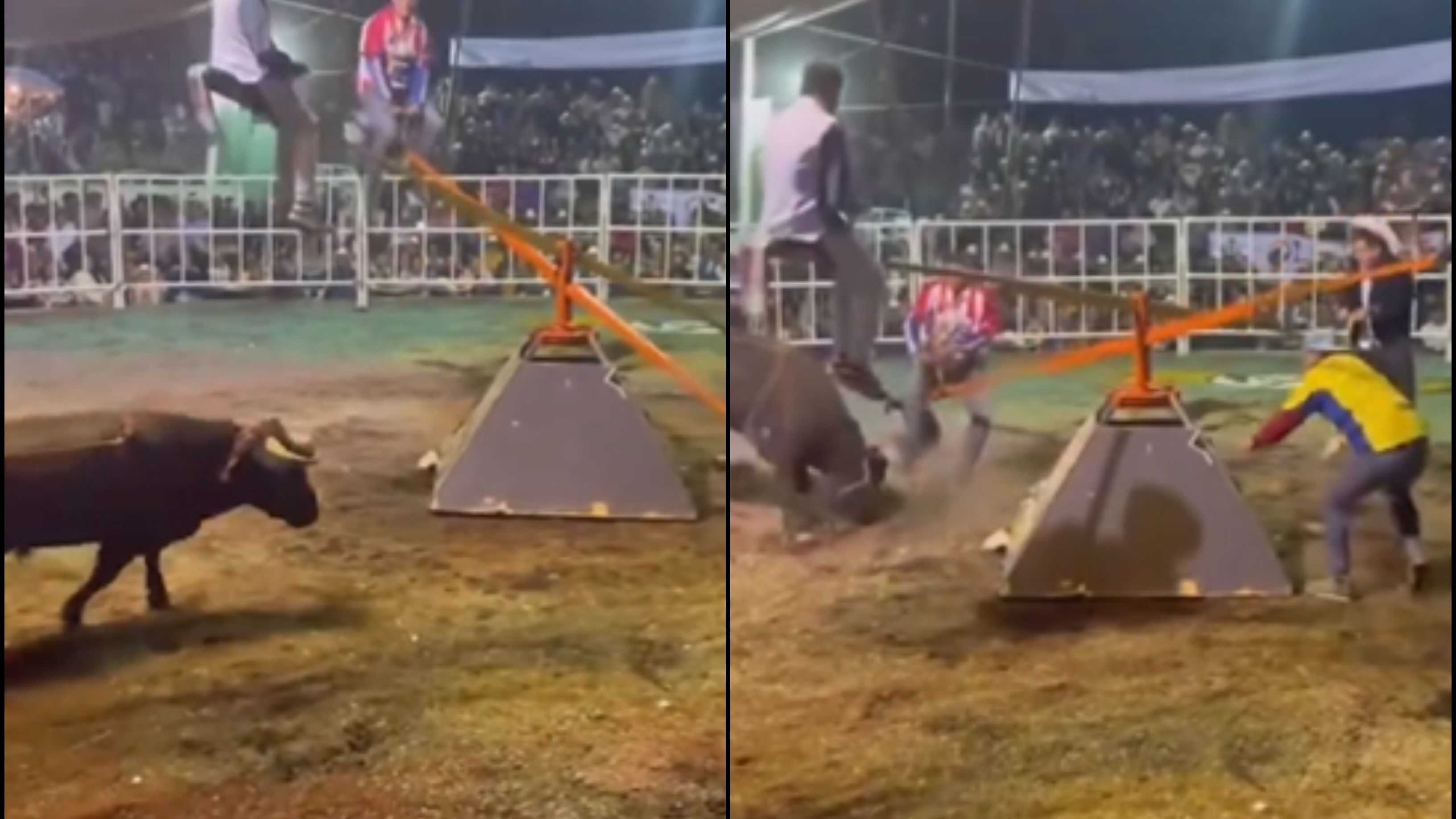 ‘Why Women Live Longer Than Men’: Video Shows Four Men Facing A Bull While Playing Seesaw | WATCH