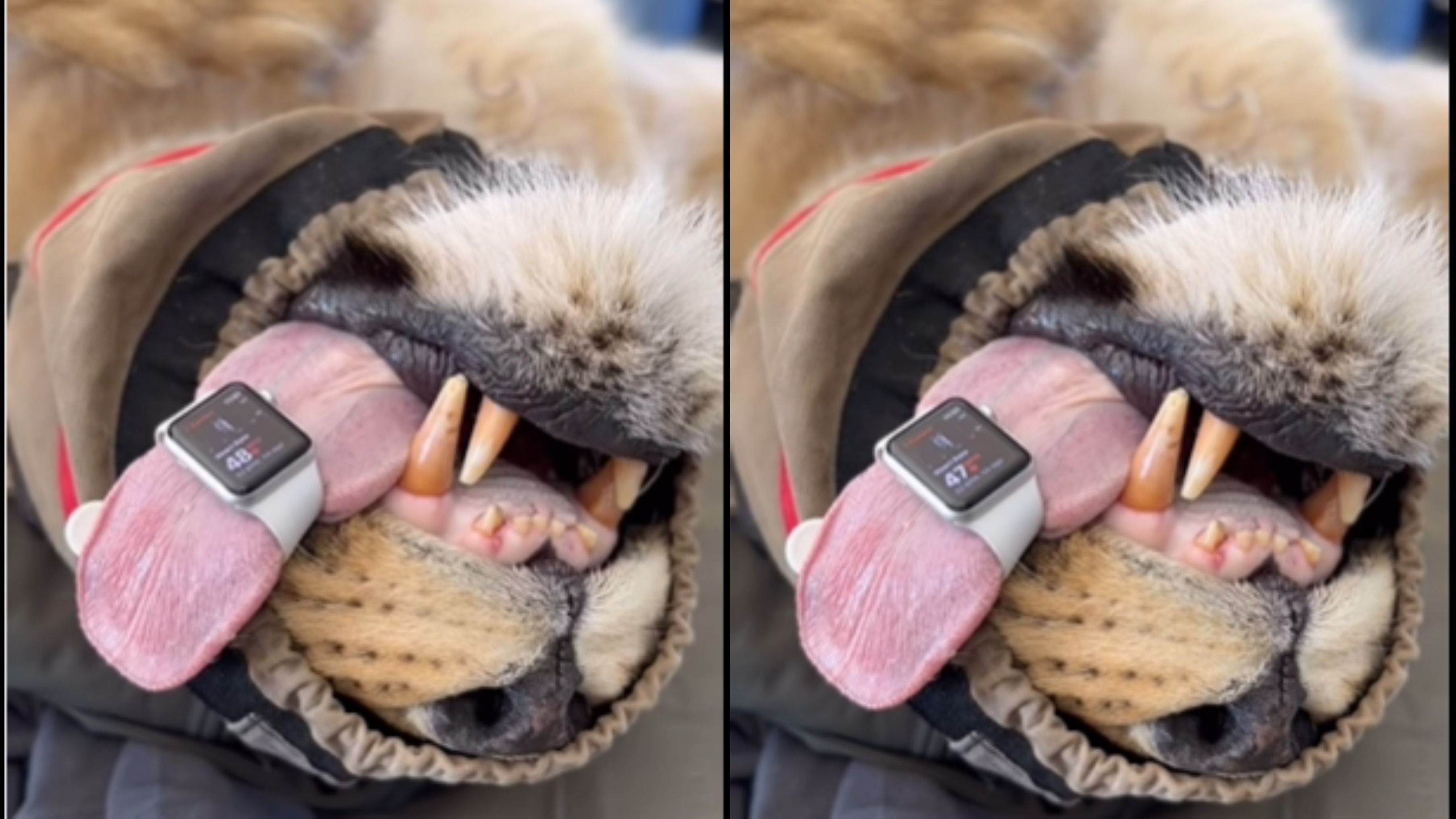 “If It’s Stupid and It Works…” Vet Uses Apple Watch to Measure Lion’s Heart Rate in Viral Video