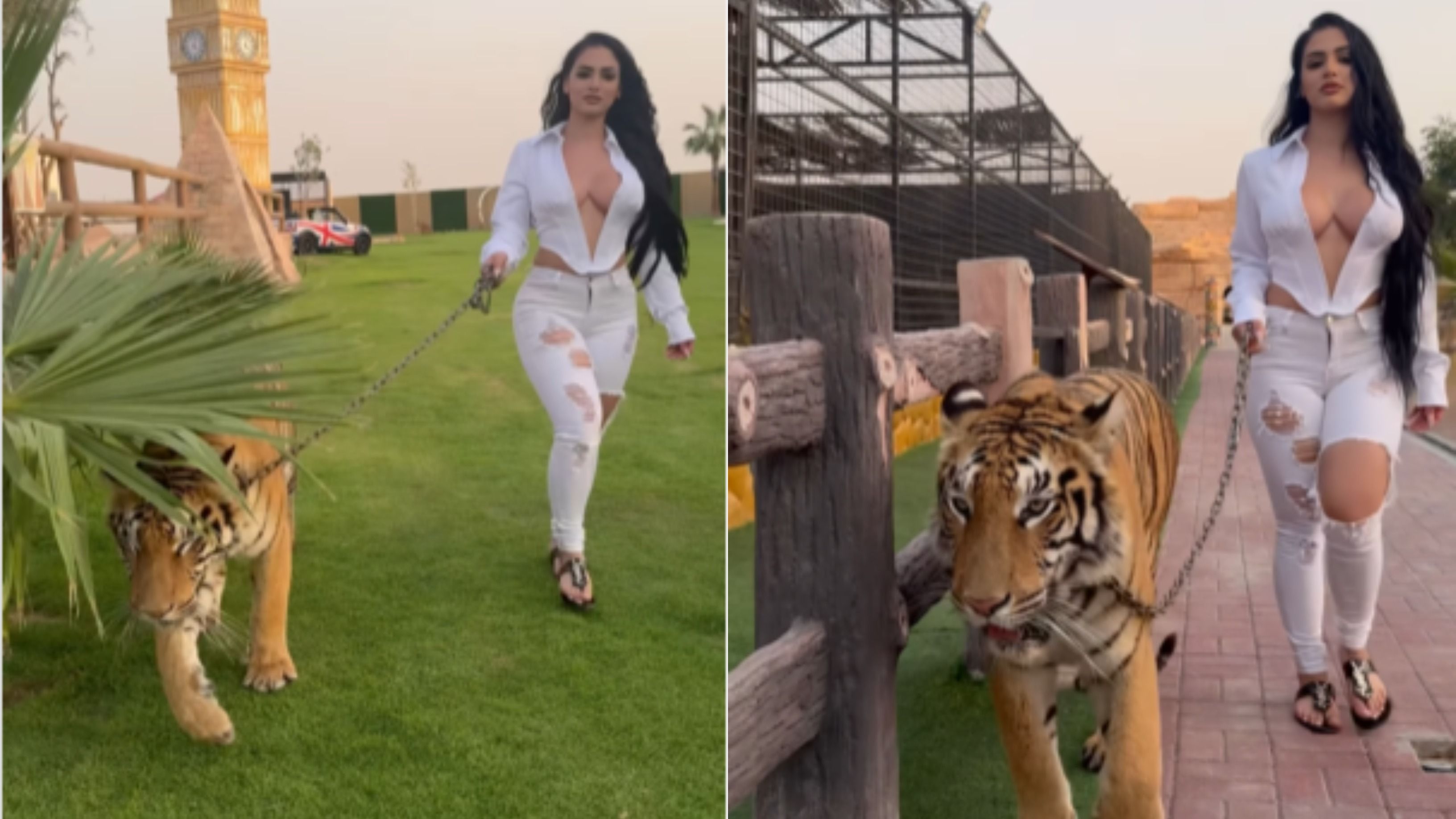 Influencer Sparks Controversy with Video of “Pet Tiger” Walk, Video Goes Viral | WATCH