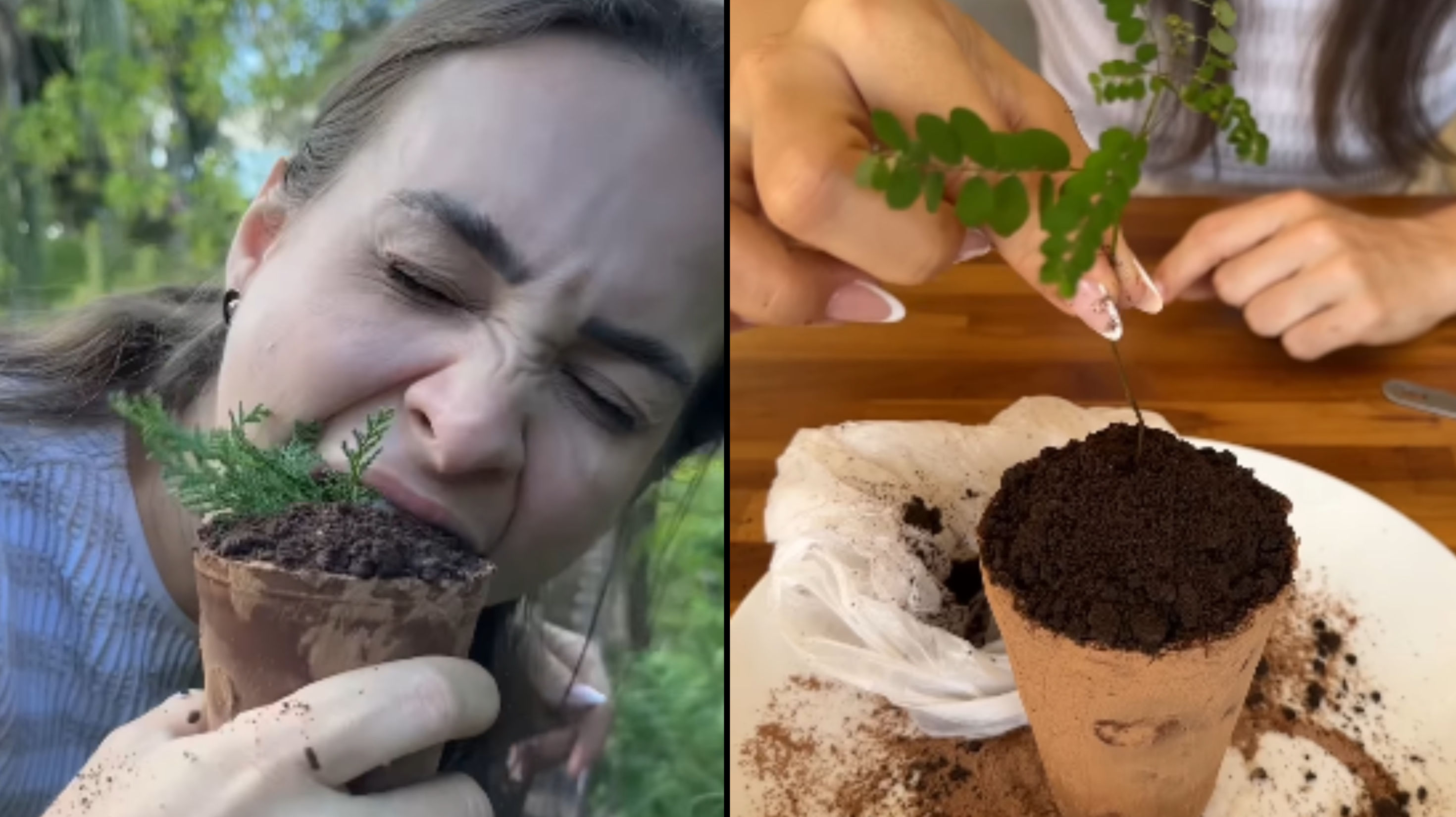 Viral Video Shows Woman “Eating” a Potted Plant Made of Sweets | WATCH