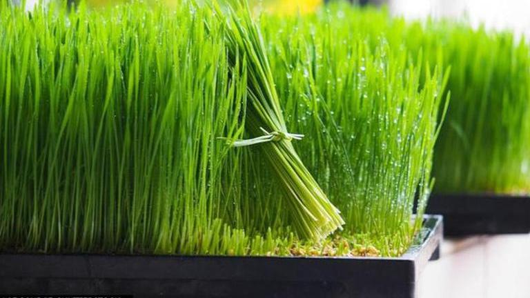 Here Is Step By Step Instructions On How To Grow Wheatgrass At Home