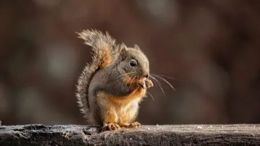 2 Squirrels Board ‘Without Tickets’, 1 Refuses to Leave; Train Cancelled in UK