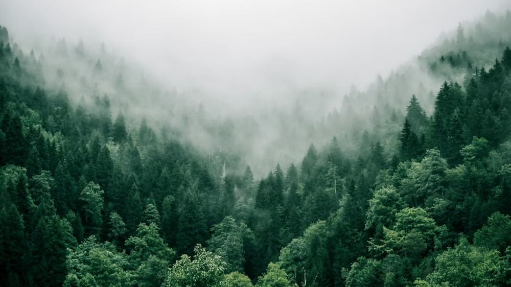 Indian Tourists and Nepali Guide Rescued After 10-Hour Search in Nepal’s Nagarkot Forest