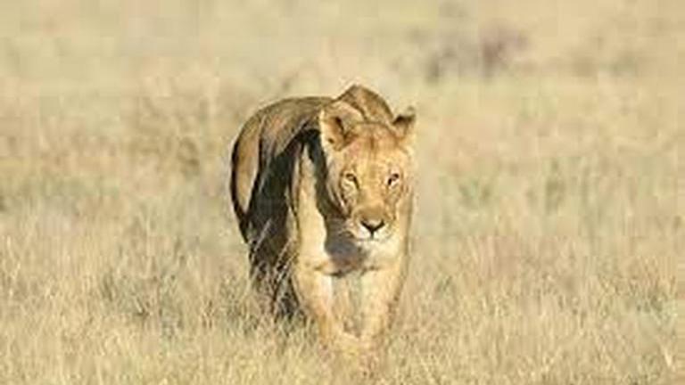 German Police On The Look Out For A Lioness Suspected To Be On The