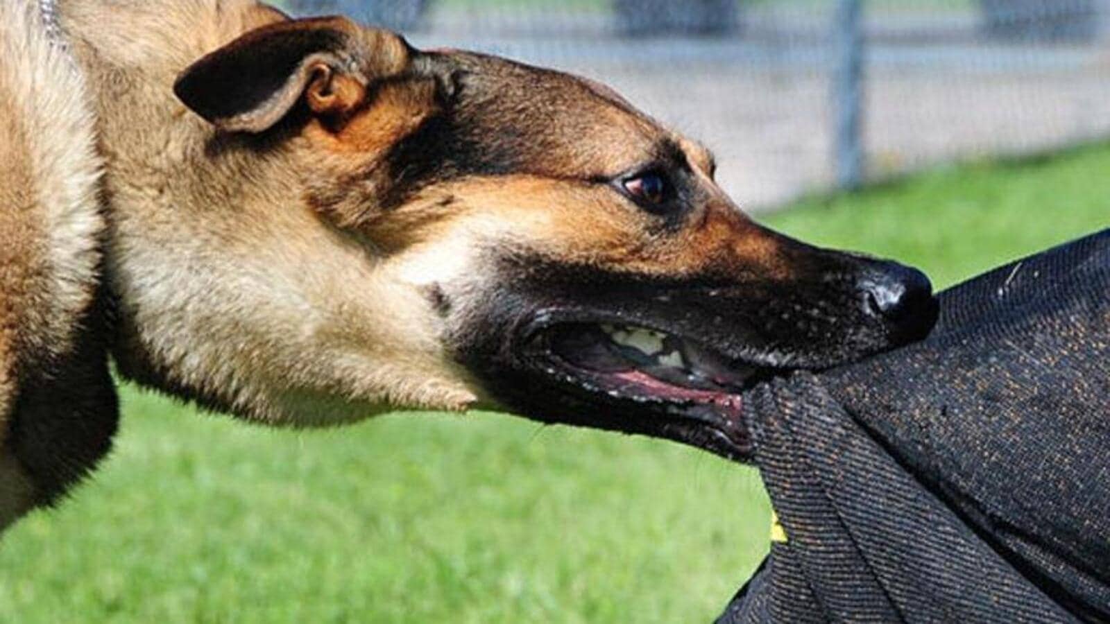 Dog Bites First Aid Tips