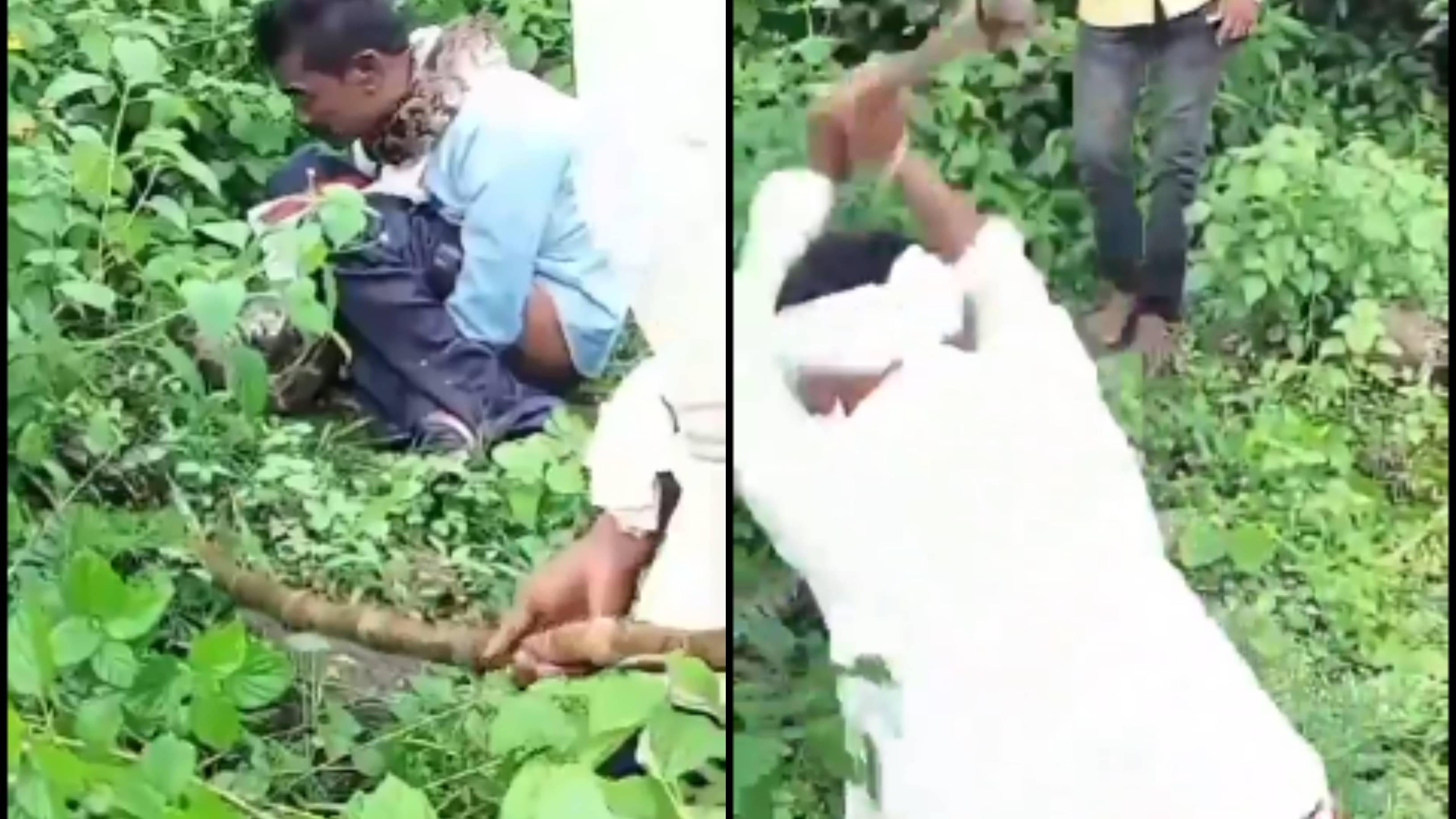 15-Foot Python Tries to Swallow Man Alive in Madhya Pradesh: Villagers ...