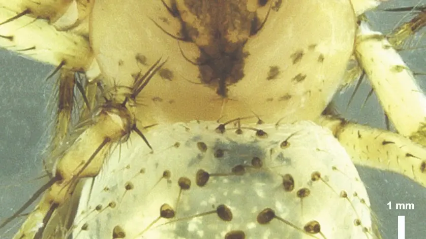 2 new spider species found by ZSI