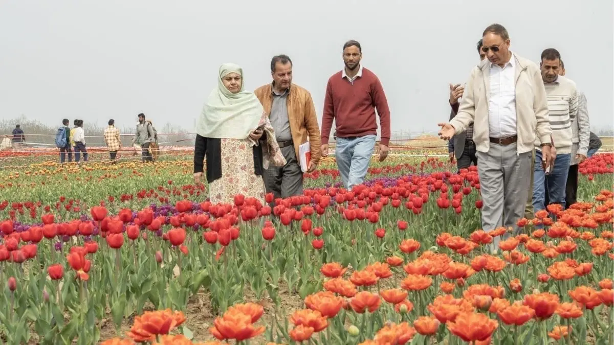 Anantnag Tulip Centre Launched: SKUAST-K, NABARD Drive Rs 80 Million Project to Cut Imports and Boost Exports Anantnag Tulip Centre Launched: SKUAST-K, NABARD Drive Rs 80 Million Project to Cut Imports and Boost Exports