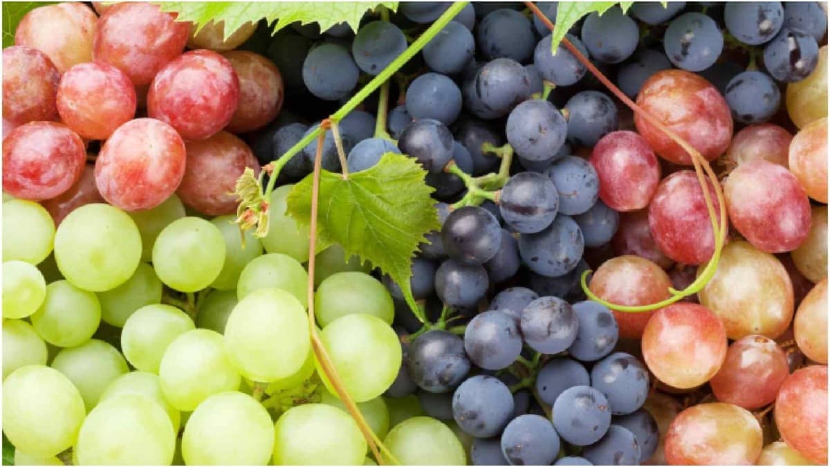 Artificial colours and chemicals are often added to grapes to make them appear juicy and fresh
