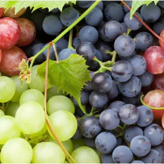 Artificial colours and chemicals are often added to grapes to make them appear juicy and fresh