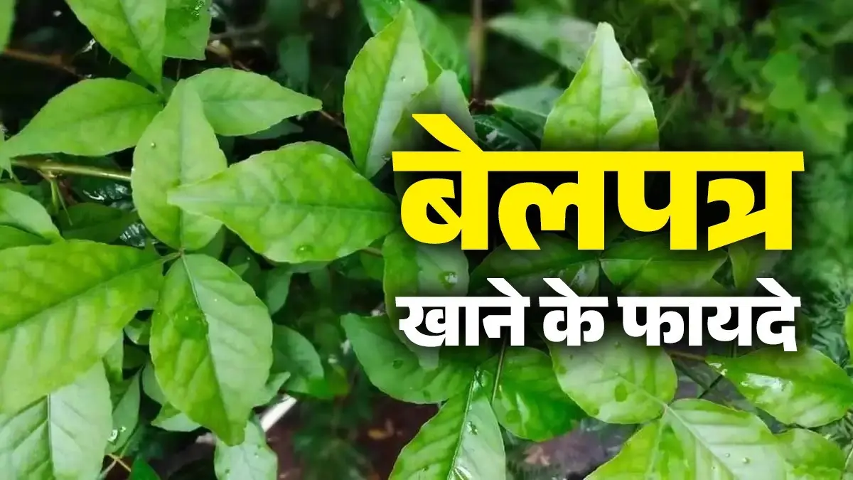 Bel Patra Ke Fayde : बेलपत्र के पत्ते खाने से कौन सी बीमारी ठीक होती है? जानें कब और कैसे खाएं Bel Patra Ke Fayde