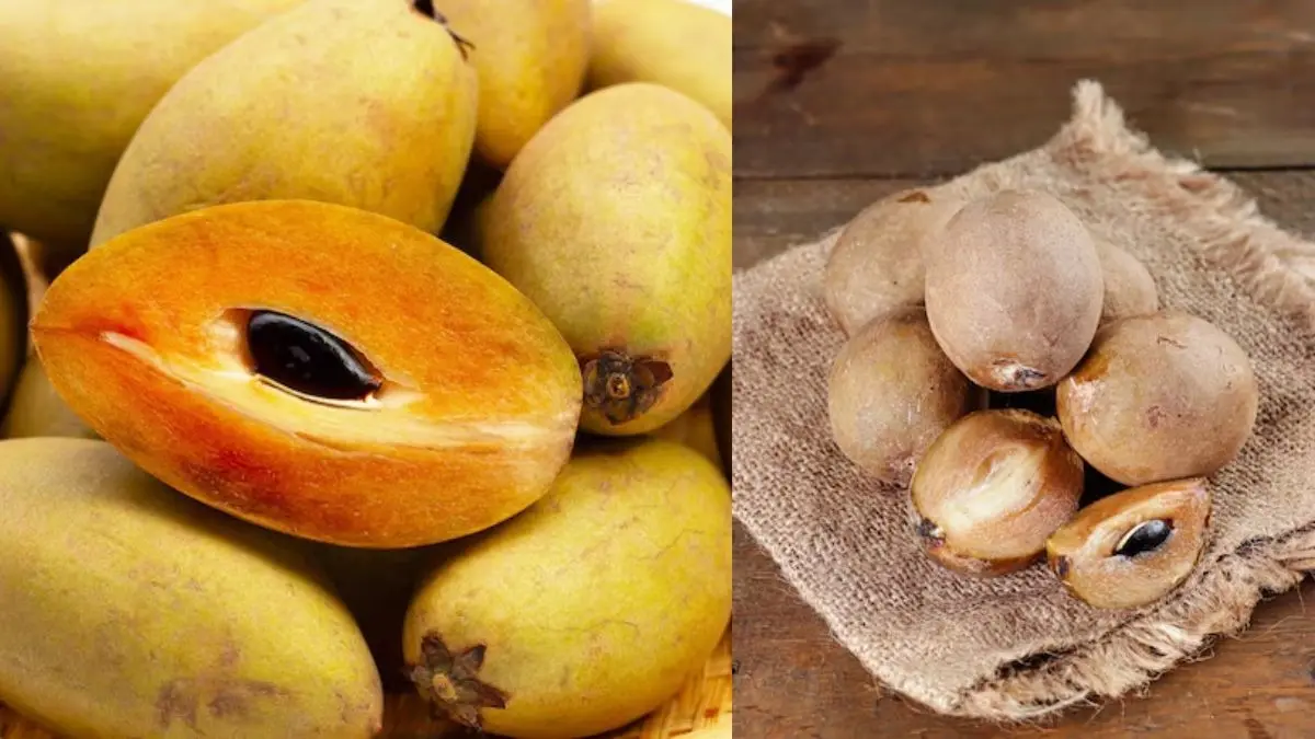 Heart से लेकर Kidney तक के लिए बेहद फायदेमंद है फल, सभी बीमारियां होंगी दूर; जानें कब और कैसे खाएं Benefits of eating chikoo