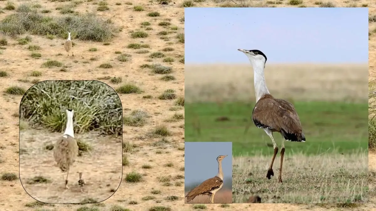 लुप्त होने की कगार पर थी Great Indian Bustard की नस्ल, कच्छ में 10 साल बाद चूजे का हुआ जन्म, इस तरह बचाई जान Bustard Chick born chick in kutch