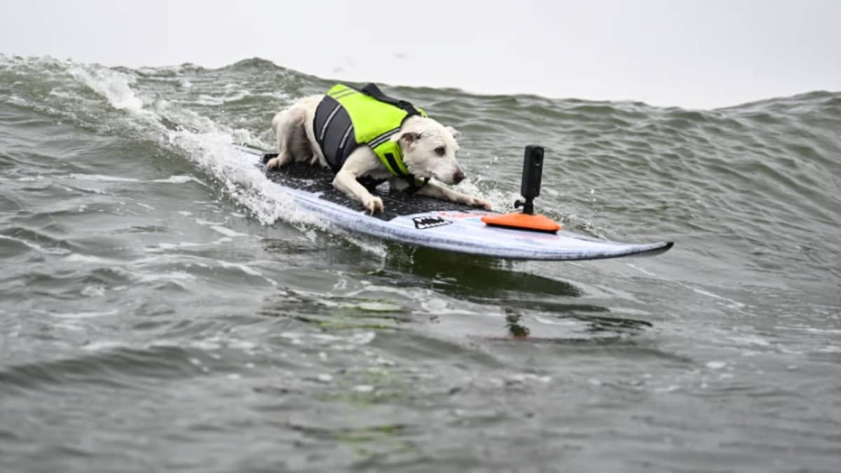 Champion Surfing Dog Sugar, First Canine in Surfers' Hall of Fame, Dies at 16