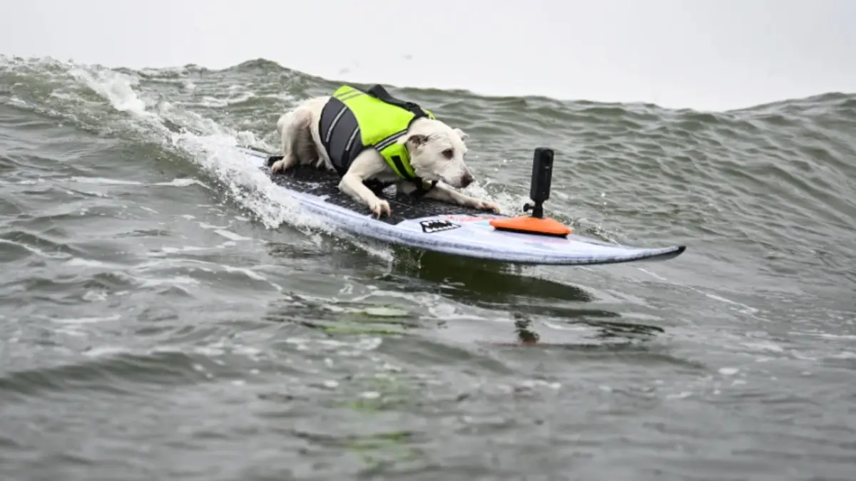 Champion Surfing Dog Sugar, First Canine in Surfers' Hall of Fame, Dies at 16 Champion Surfing Dog Sugar, First Canine in Surfers' Hall of Fame, Dies at 16