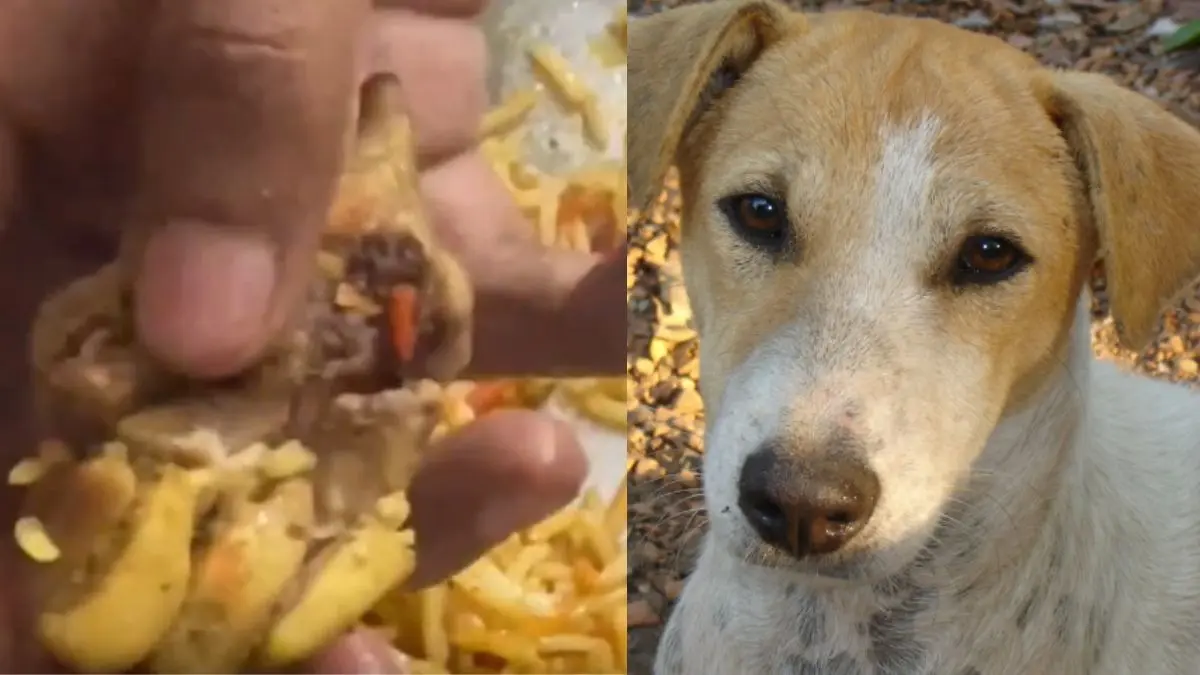'Dog Meat in My Chicken Biryani': Kanpur Man's Shocking Claim After Online Order Goes Viral | WATCH 'Dog Meat in My Chicken Biryani': Kanpur Man's Shocking Claim After Online Order Goes Viral | WATCH
