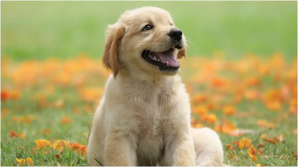 Dog Behaviours That Indicate They Might Be Ill And Need A Vet Visit Dogs become lethargic when they are unwell