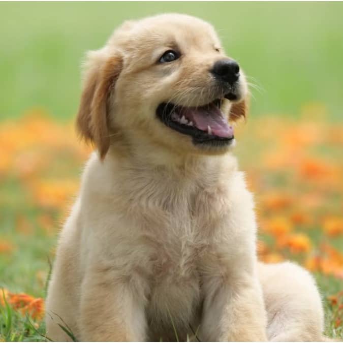 Dogs become lethargic when they are unwell