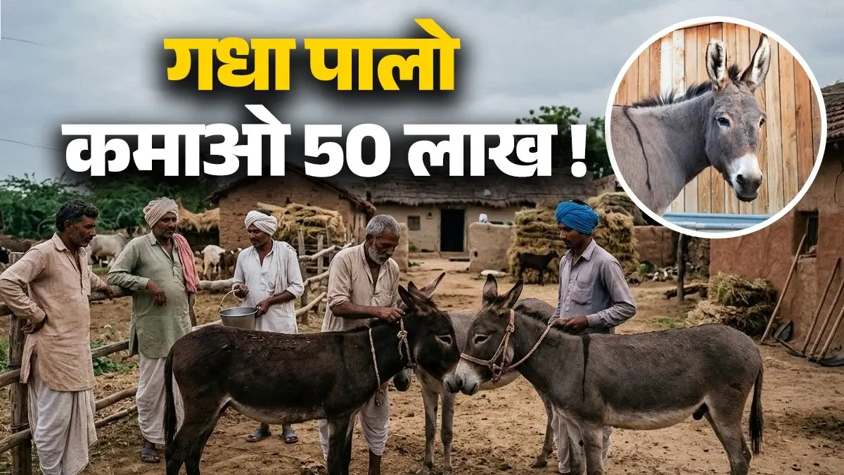 Donkey Scheme: गधा पालने के लिए सरकार आपको देगी 50 लाख, जानें कैसे उठाएं इसका लाभ और क्यों लाई गई है ये स्कीम Donkey Scheme