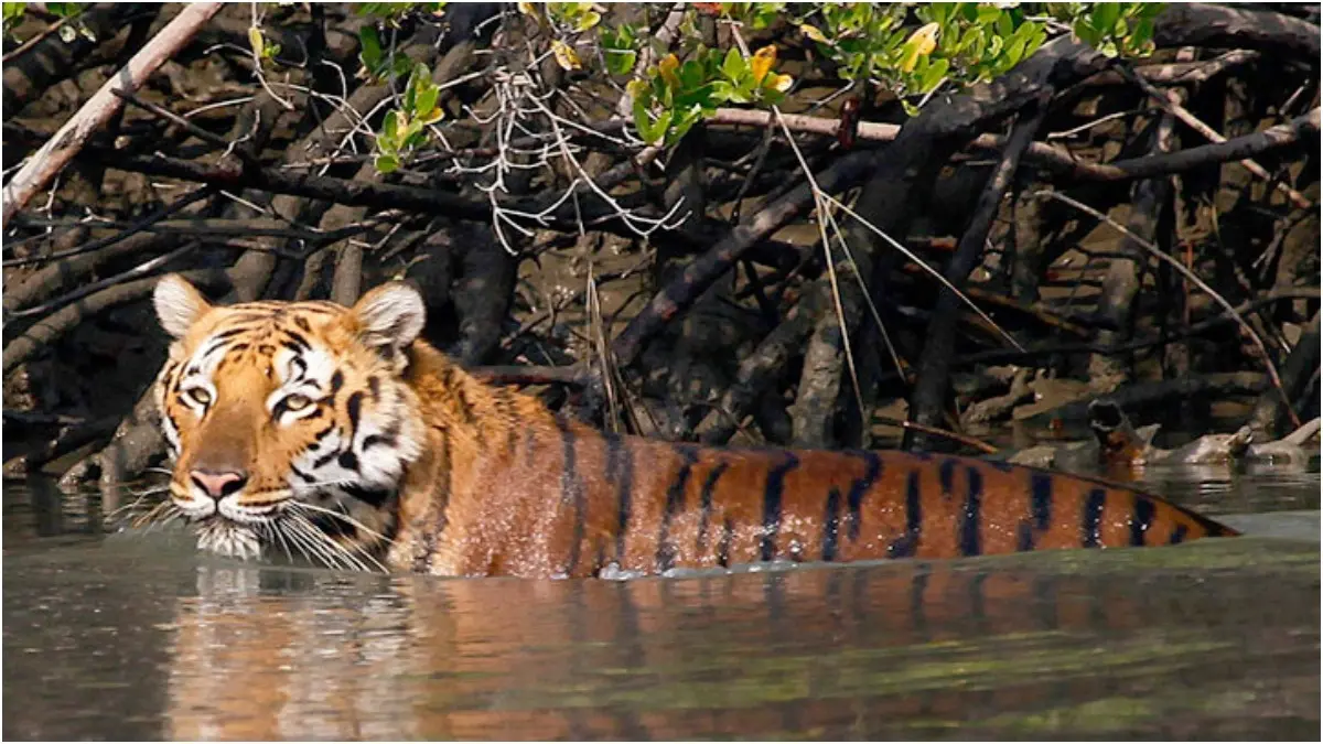 Popular National Parks In India For Tiger Sightings For Tiger sightings, visit a national park in India
