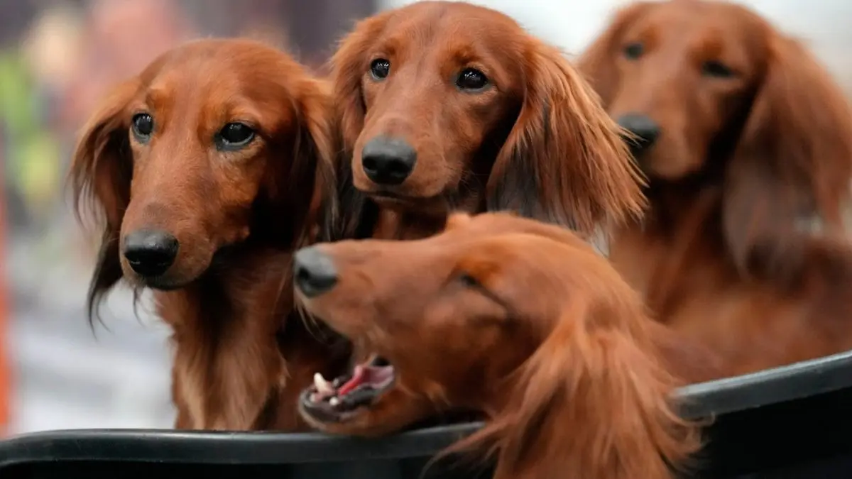 French Bulldog Frenzy May Be Cooling In US, But Dachshunds Are Riding High Four dachshunds wait in a basket of a breeder at a dog show in Dortmund, Germany, Friday, Nov. 8, 2024.