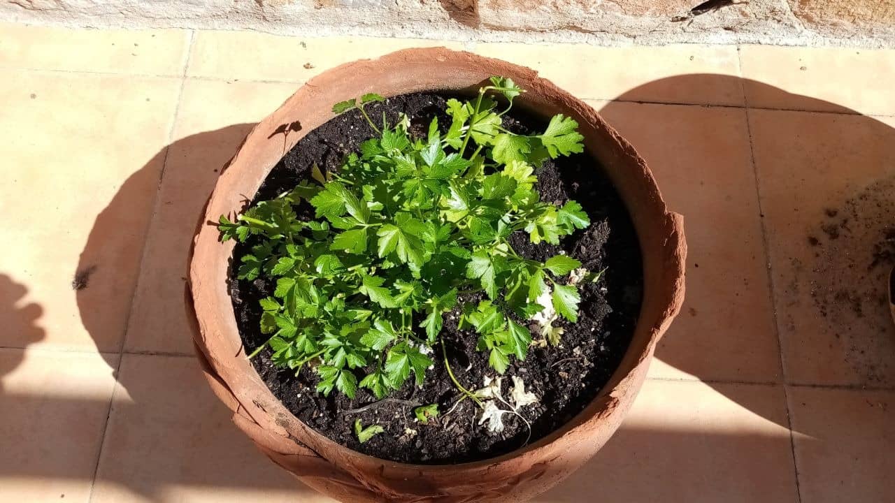 How To Protect Plants From Sunburn In Summers?