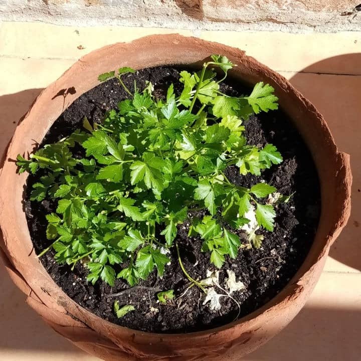 How To Protect Plants From Sunburn In Summers?