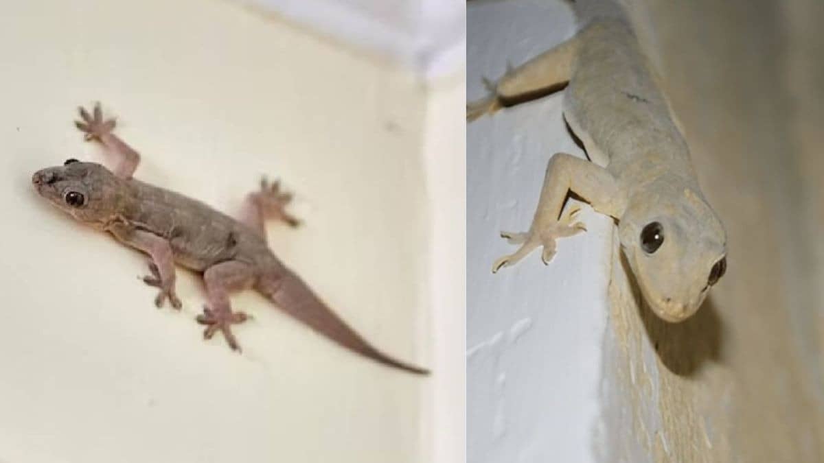 how to remove lizards from home permanently chipkali bhagane ke asan upay gharelu tips 